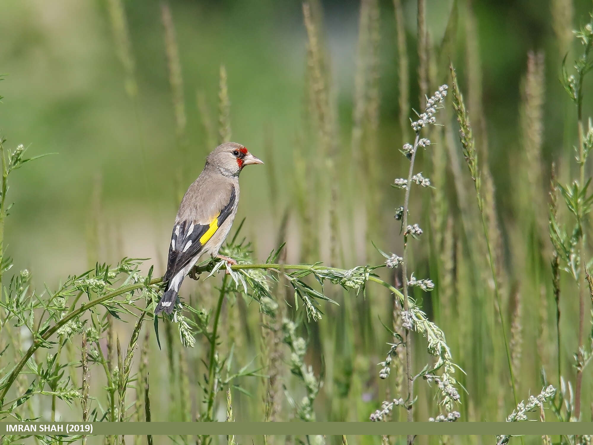 Image of European Goldfinch