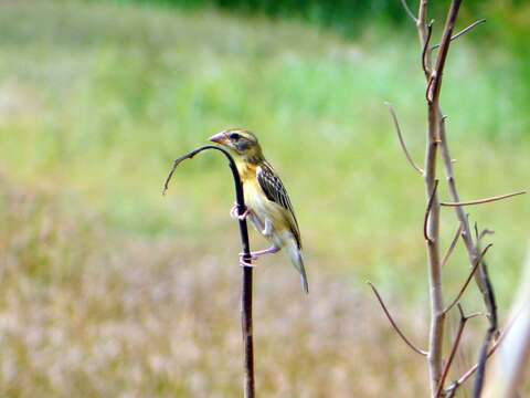 Image of Streaked Weaver