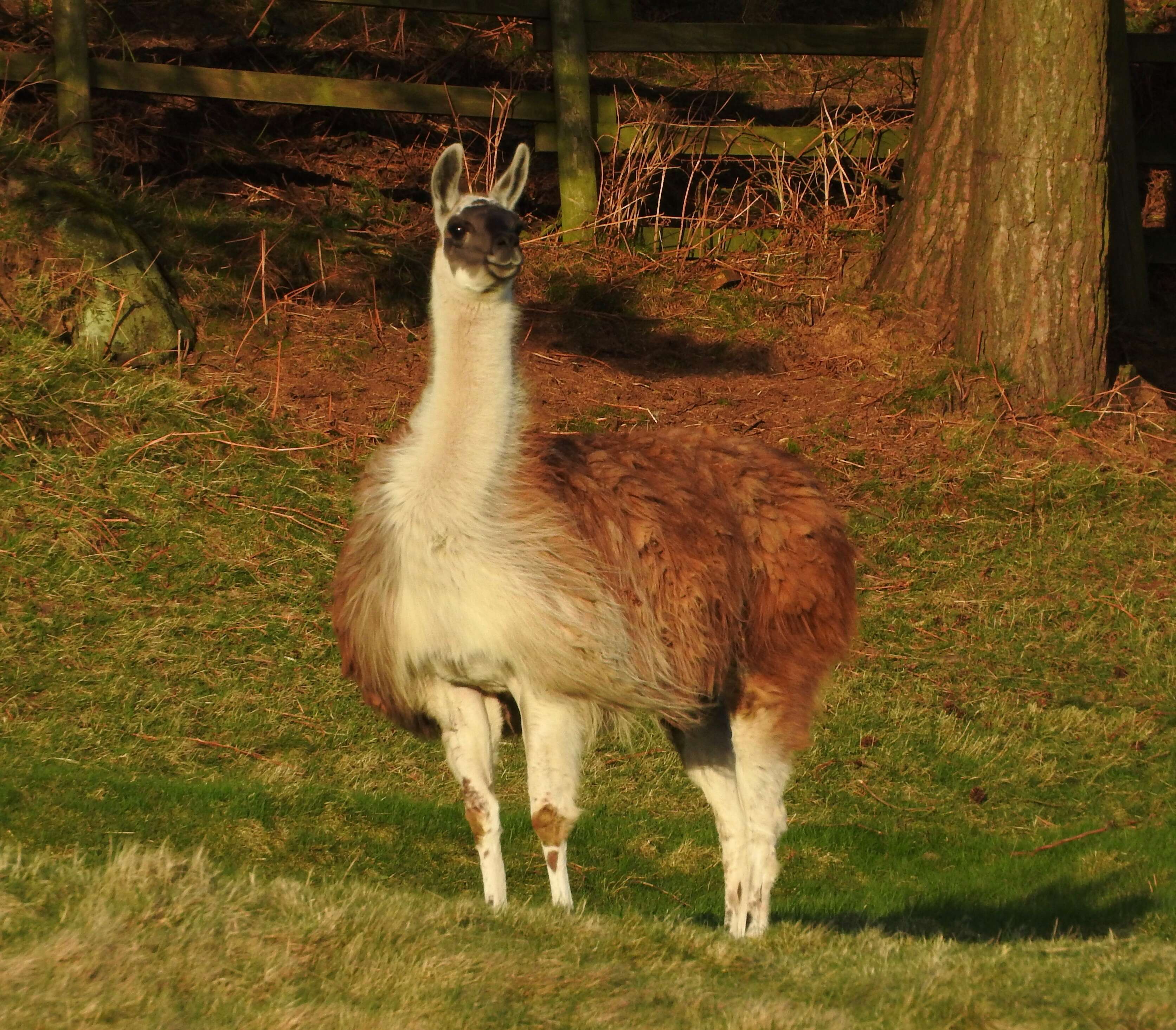 Image of llama