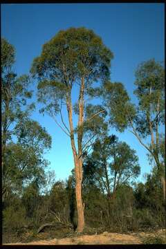 Image of Eucalyptus apothalassica L. A. S. Johnson & K. D. Hill