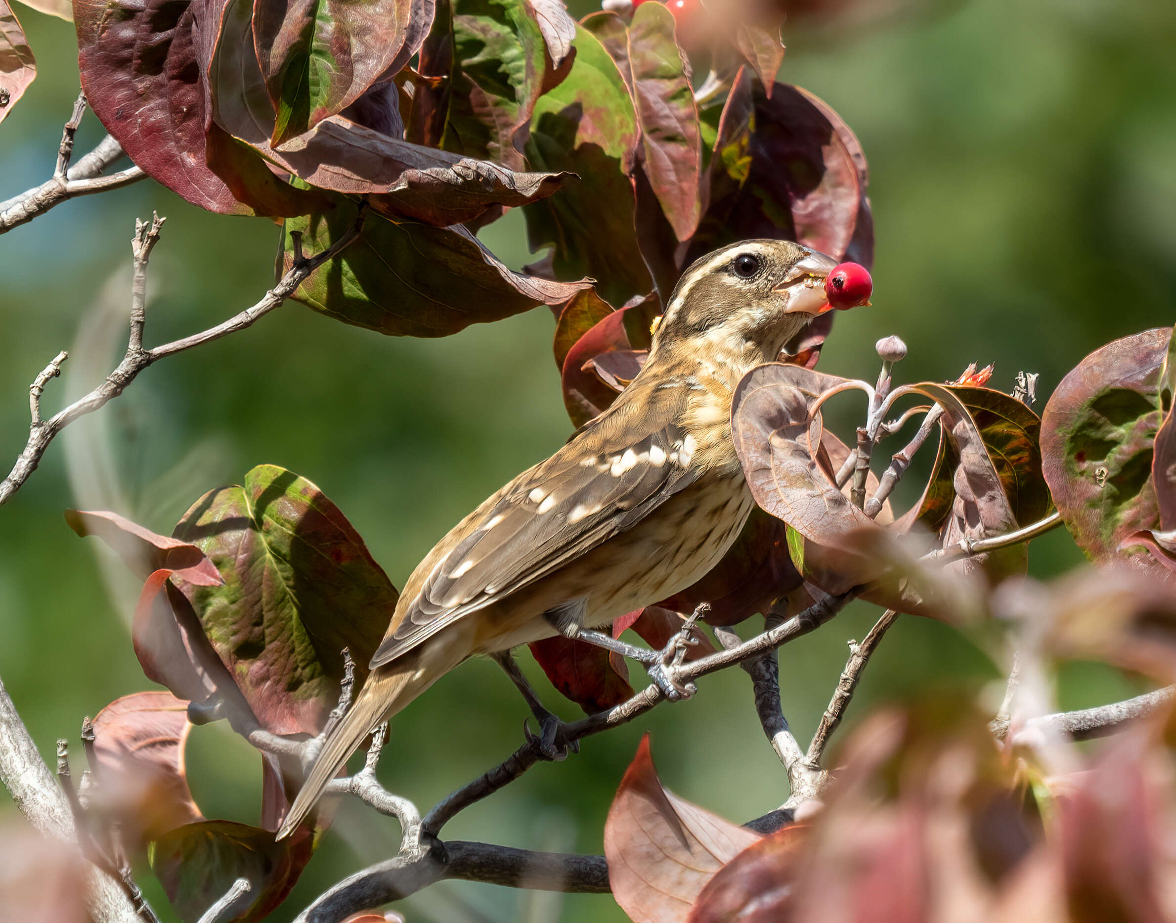 Image of Rose-breasted Grosbeak