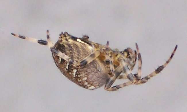 Image of Garden spider