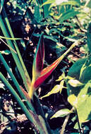 Image of bird-of-paradise