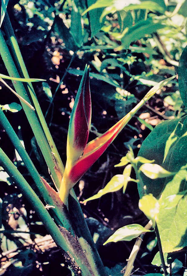 Image of bird-of-paradise