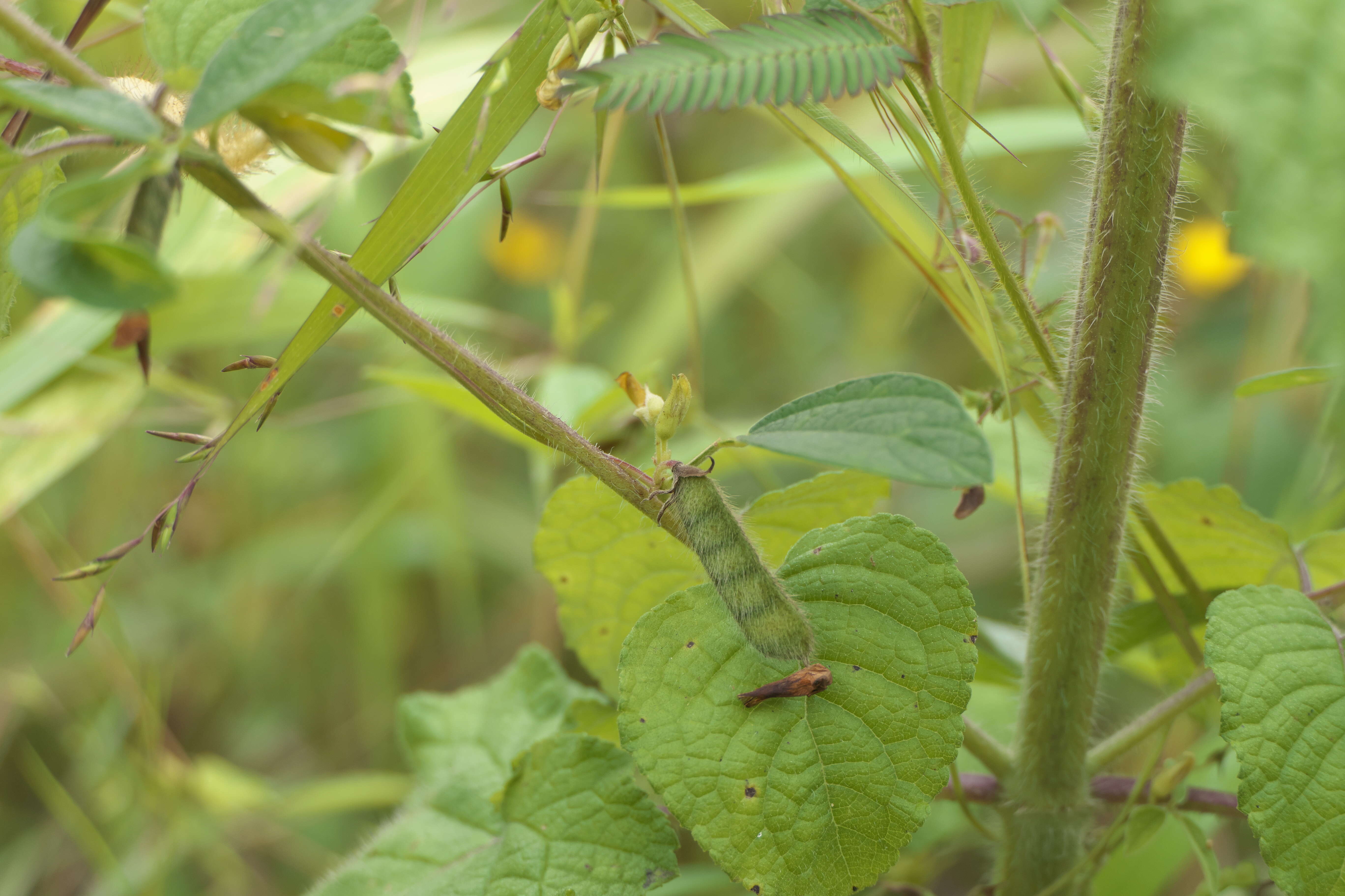 Image of showy pigeonpea