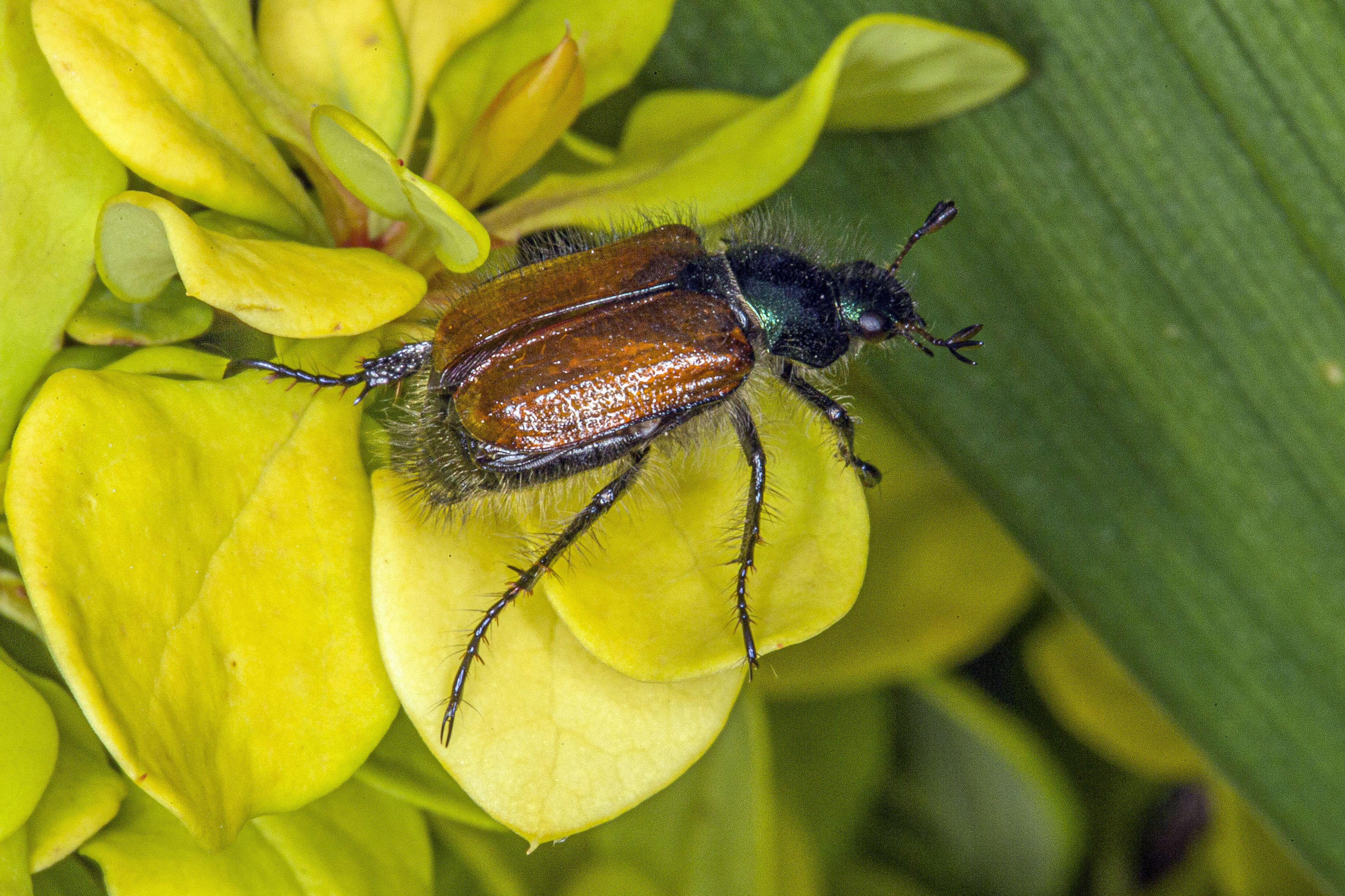 Image of Phyllopertha