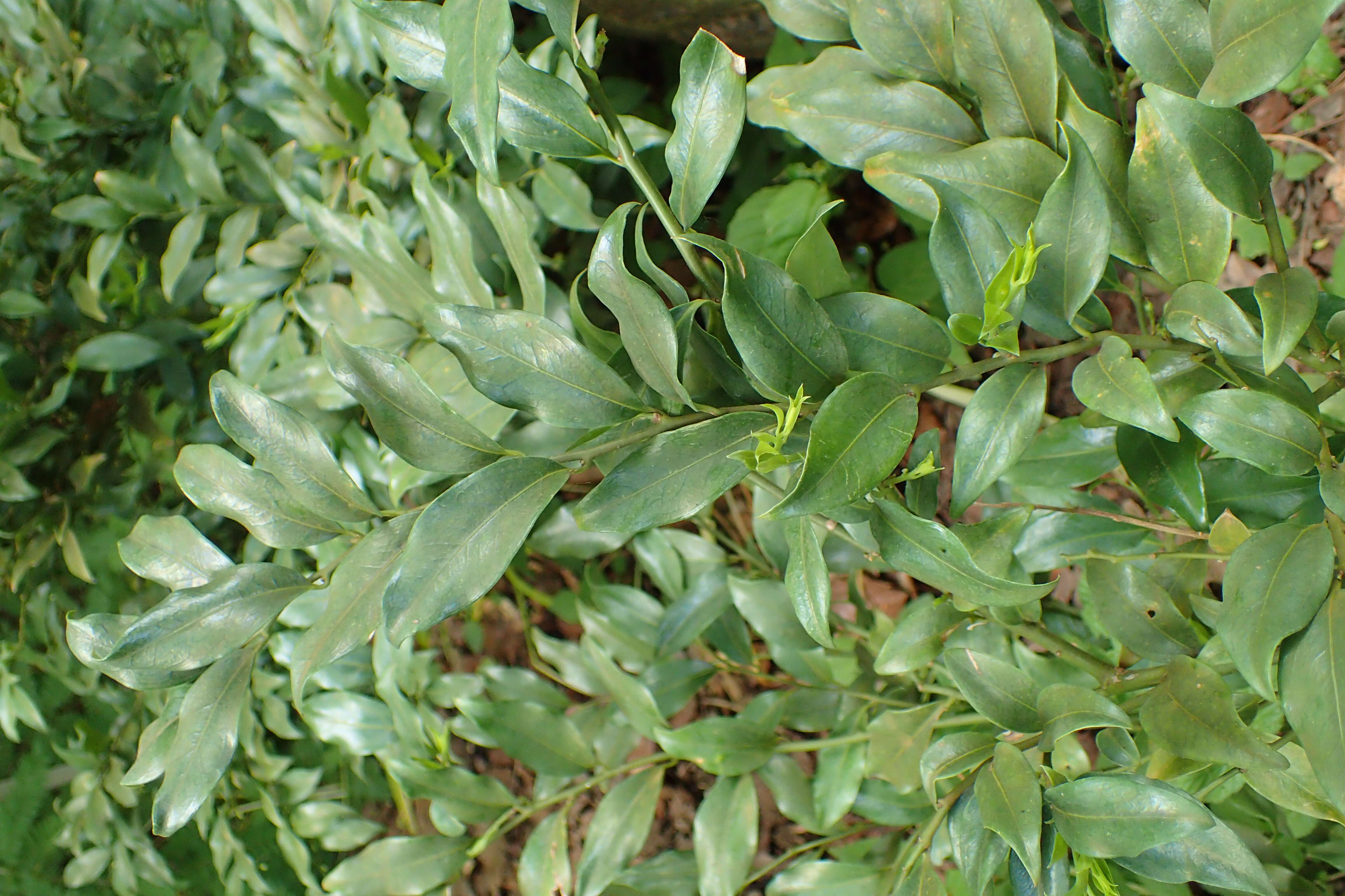 Plancia ëd Sarcococca ruscifolia Stapf