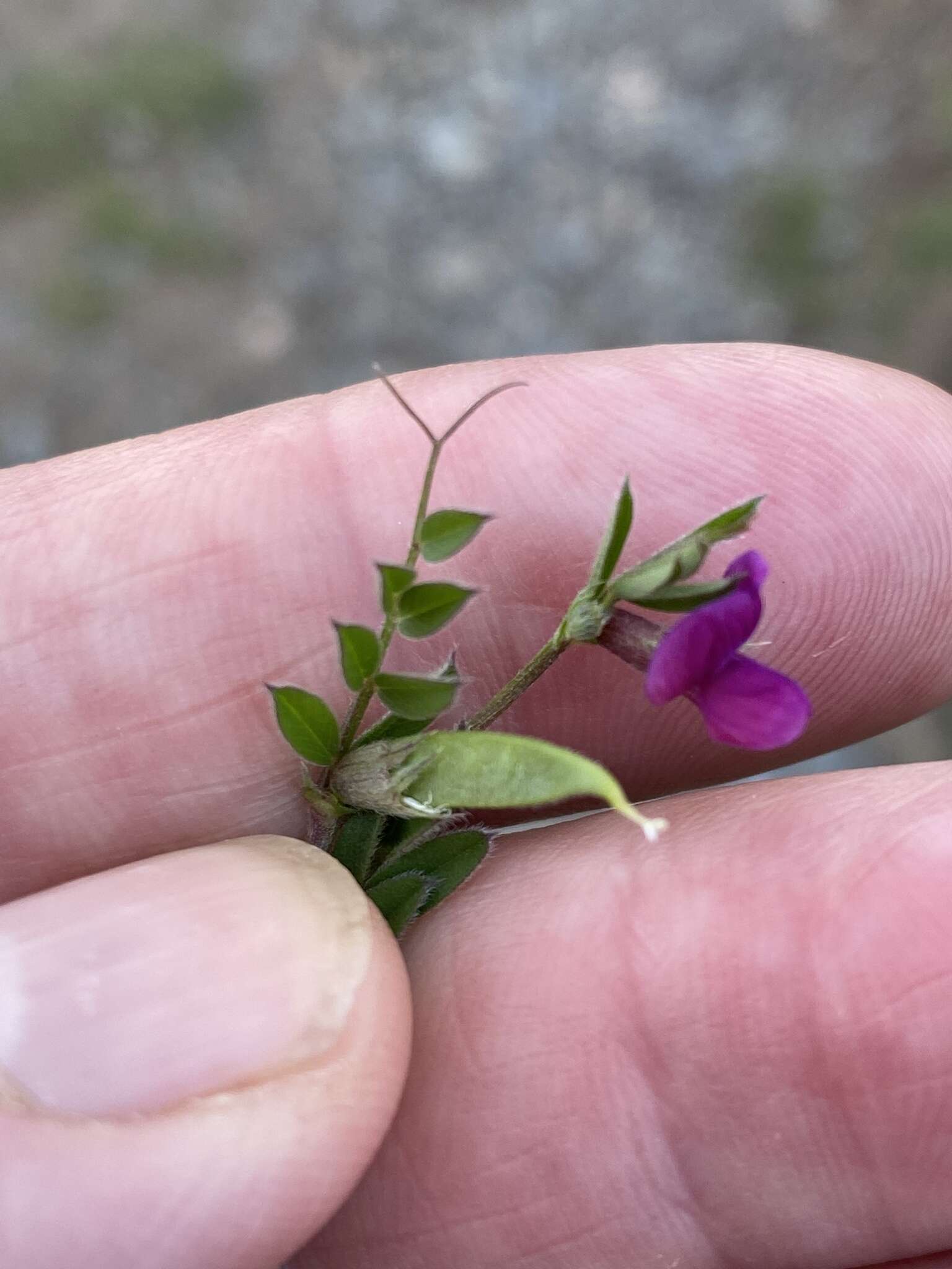 Image of Common Vetch