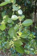 Image of Elaeodendron australe Vent.