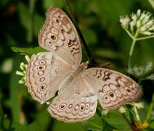 Plancia ëd Junonia atlites Linnaeus 1763