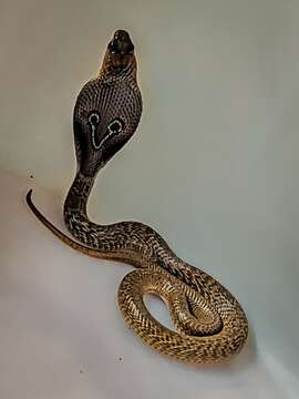 Image of Indian cobra