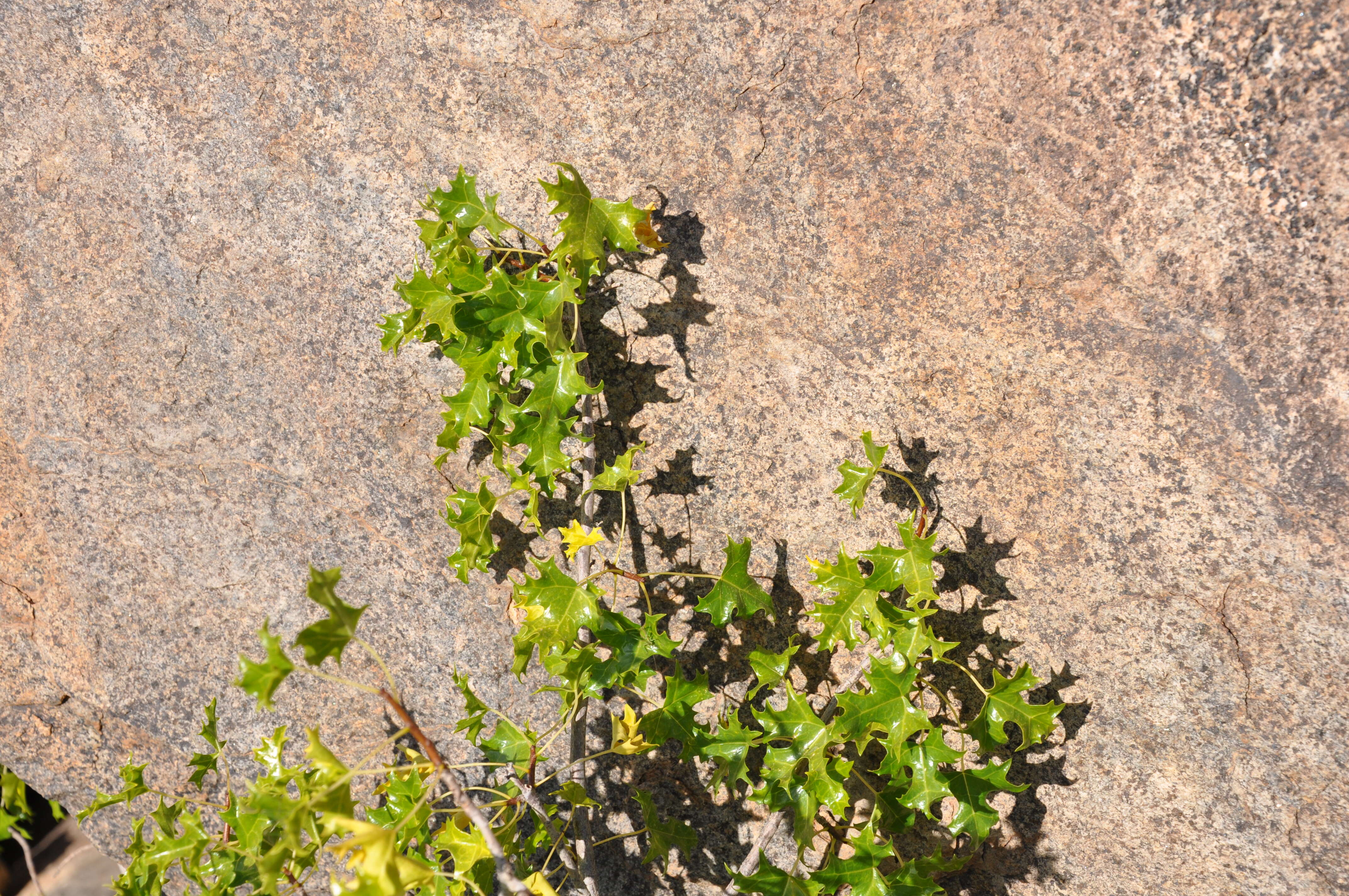 Image of Vasconcellea chilensis Planch.