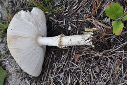 Imagem de Amanita muscaria var. guessowii