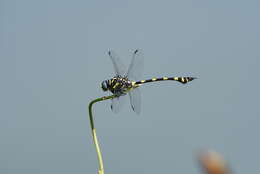 صورة Ictinogomphus rapax (Rambur 1842)