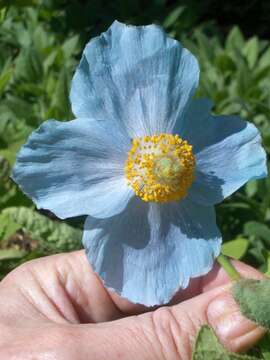 Image de Meconopsis grandis Prain