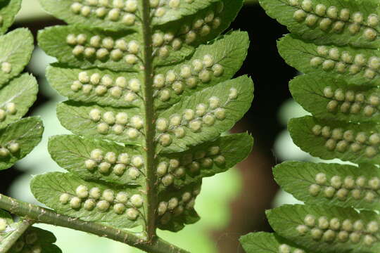 Image of Dryopteris goldieana