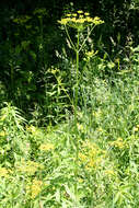 Image of wild parsnip