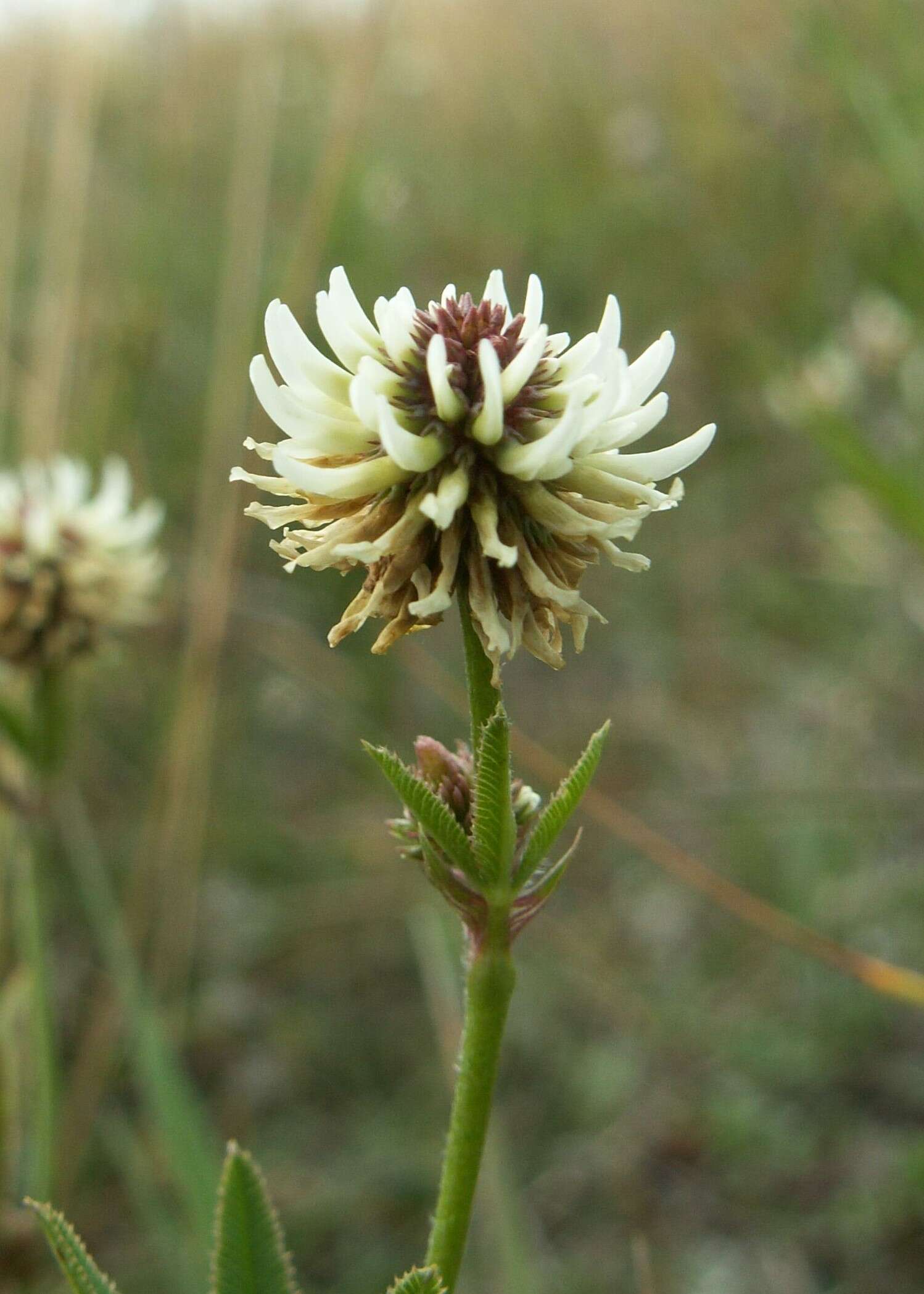 Imagem de Trifolium montanum L.