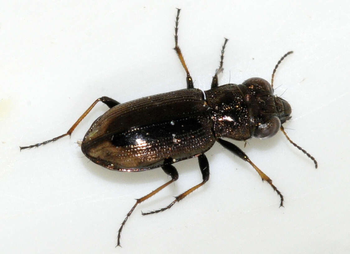 Image of Big-Eyed Bronze Beetle