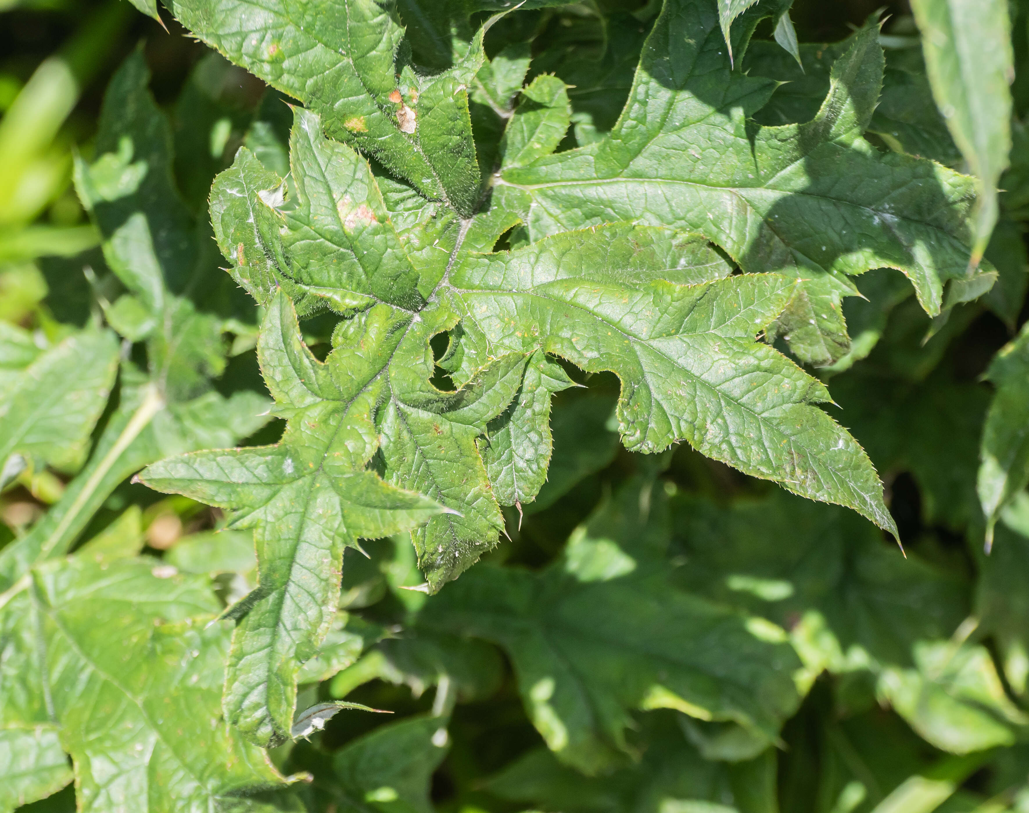 Image of southern globethistle