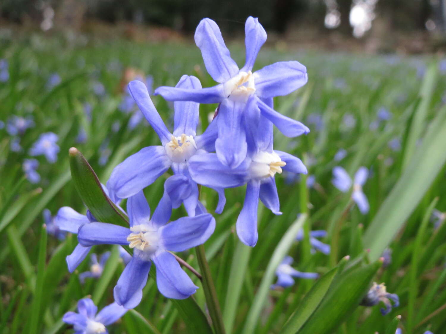 Image de Scilla luciliae (Boiss.) Speta