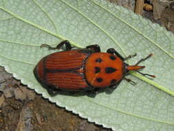 Image of Red palm weevil