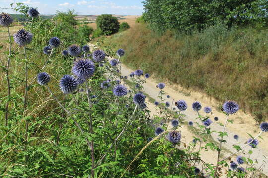 Image of Echinops bannaticus Rochel ex Schrad.