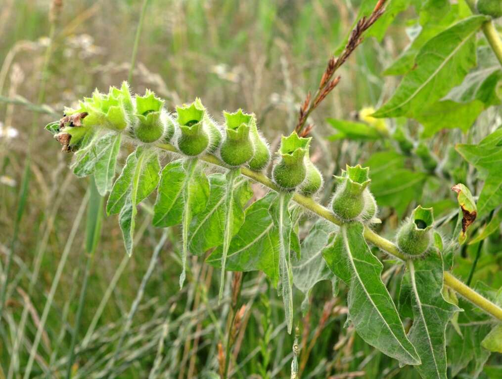 Image of black henbane