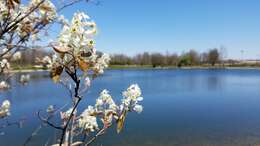 Image of Allegheny Serviceberry