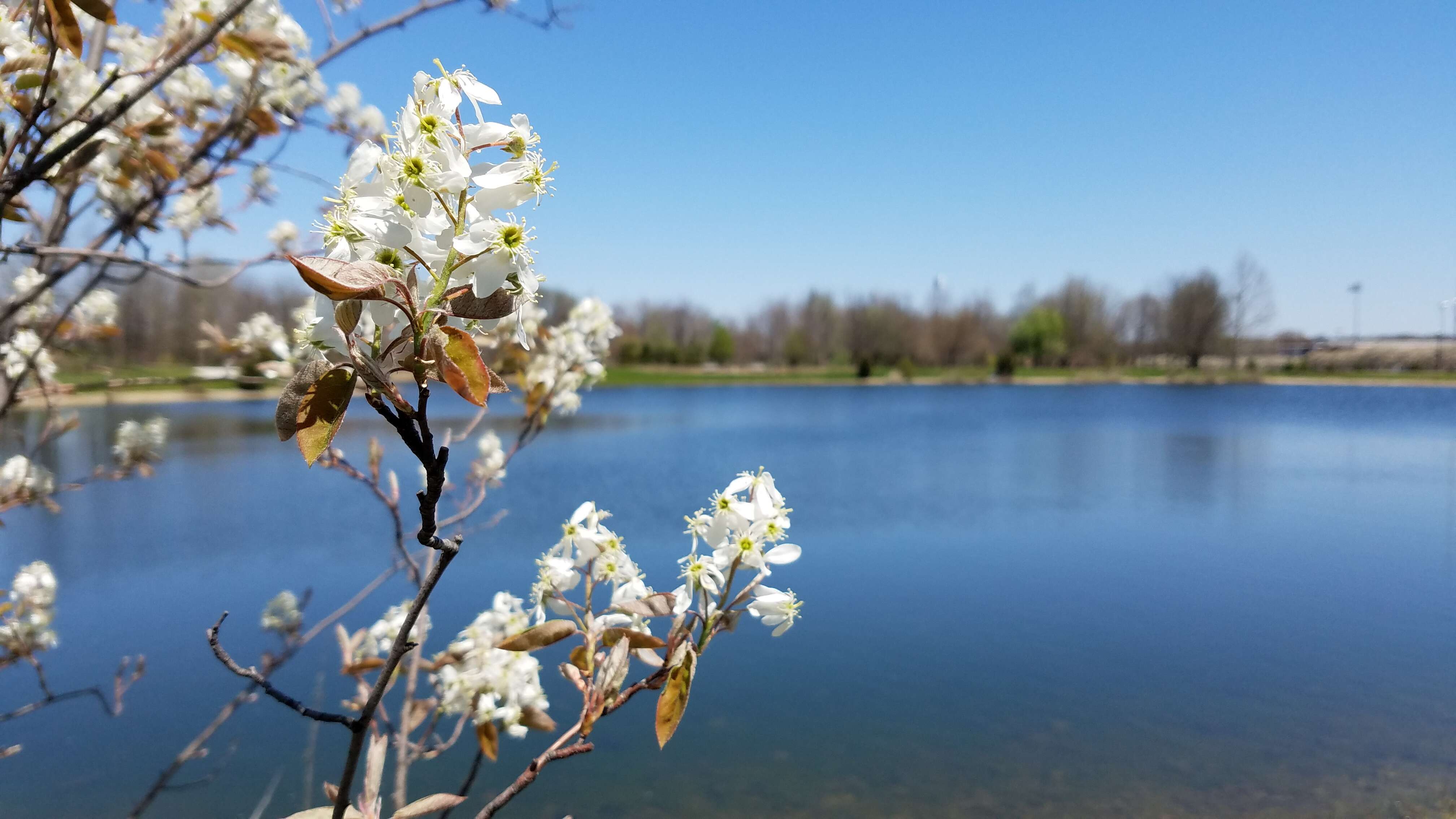 Image de Amelanchier laevis Wieg.