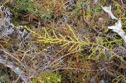 Image of Mountain Rimu