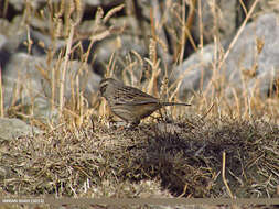 Image of European Rock Bunting