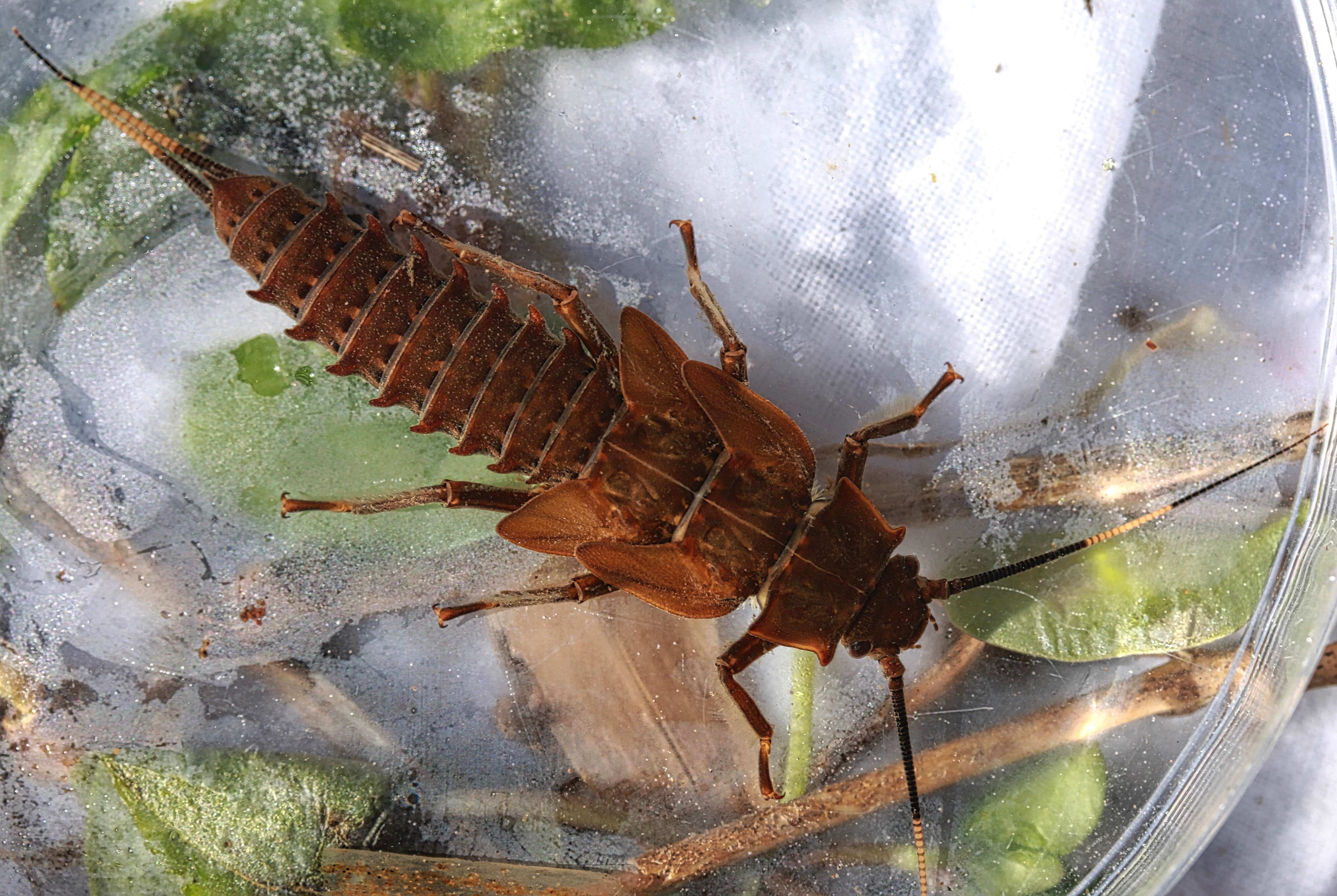 Image of Knobbed Salmonfly