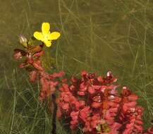 Image de Ludwigia inclinata (L. fil.) Gomez de la Maza