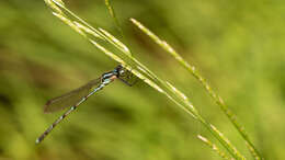 Sivun Austrolestes colensonis (White ex White & Gardiner Butler 1846) kuva