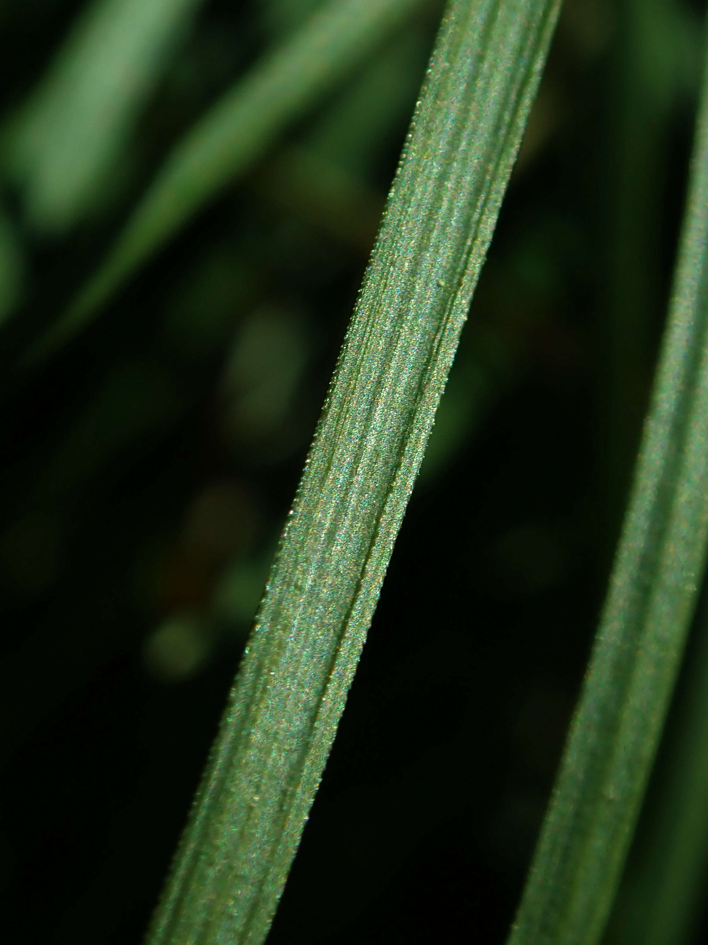 Image of Mondo Grass