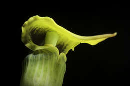 Image of Arisaema flavum (Forssk.) Schott