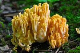 Image of Ramaria aurea (Schaeff.) Quél. 1888