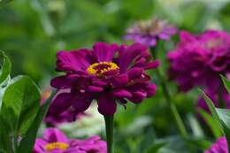 Imagem de Zinnia elegans Jacq.