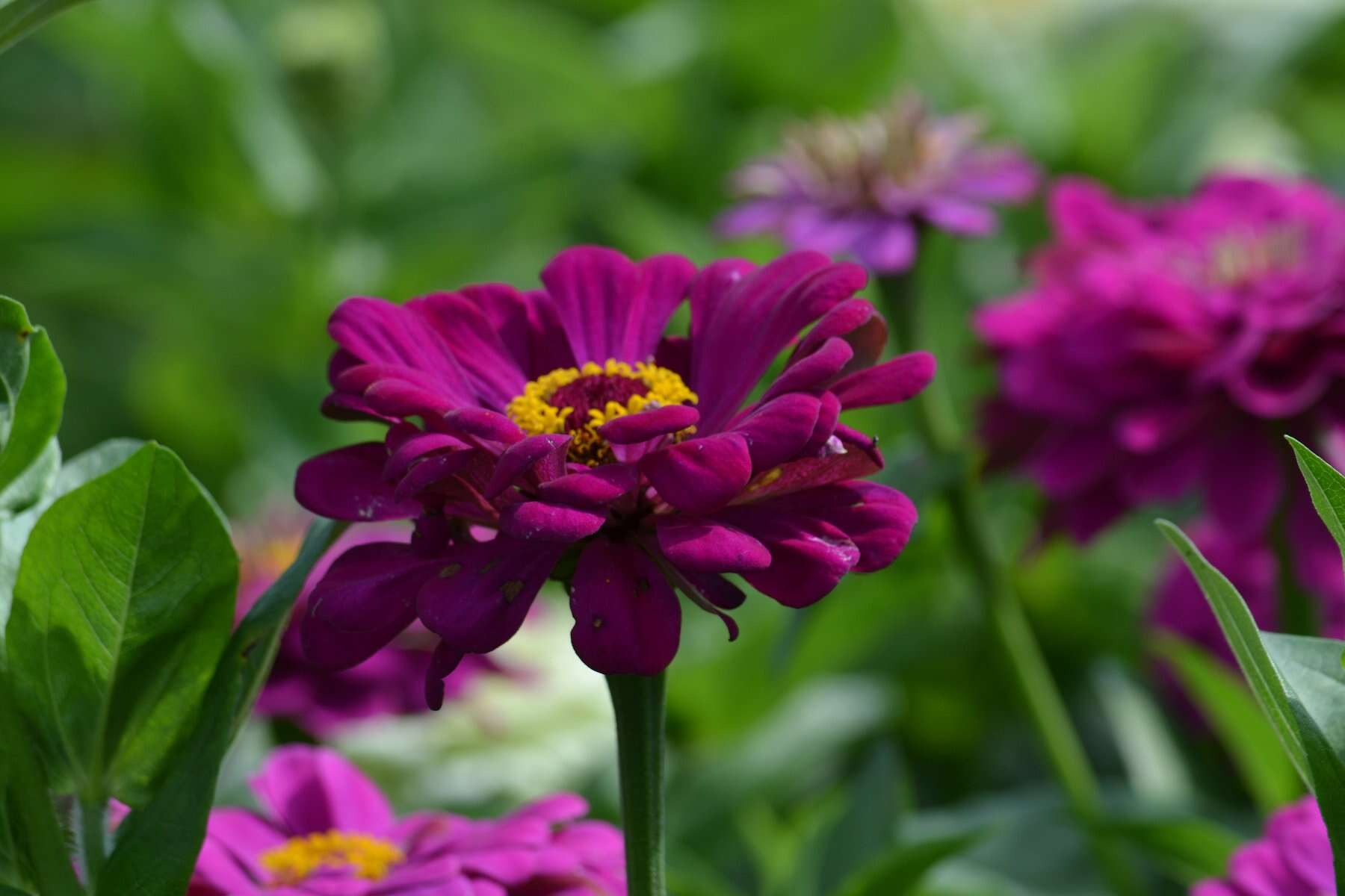 Imagem de Zinnia elegans Jacq.