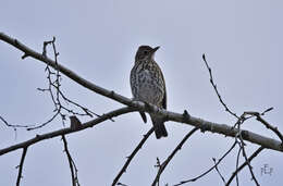 Image of Mistle Thrush