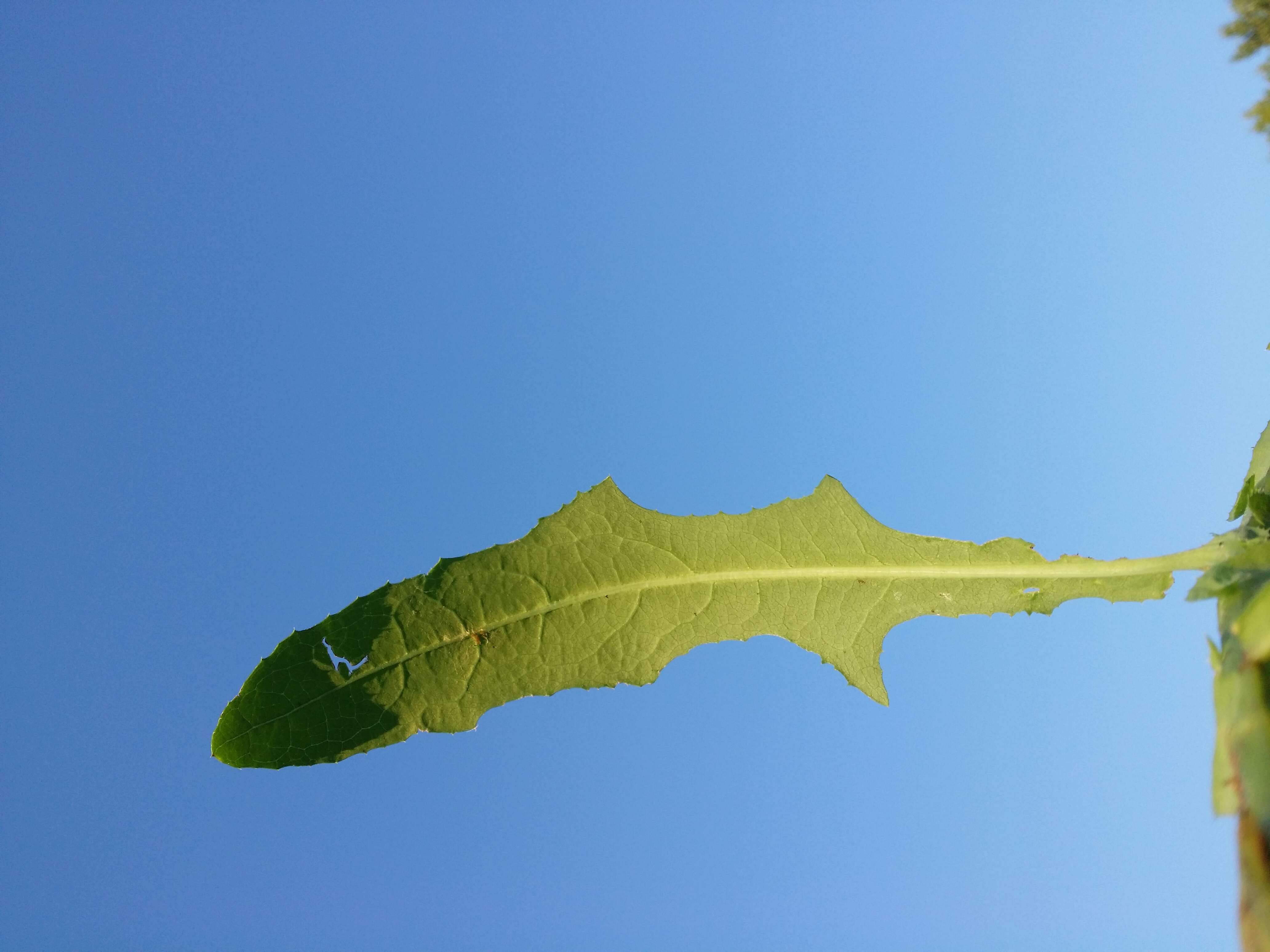 Plancia ëd Sonchus arvensis L.