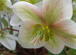 Image of Hellebore