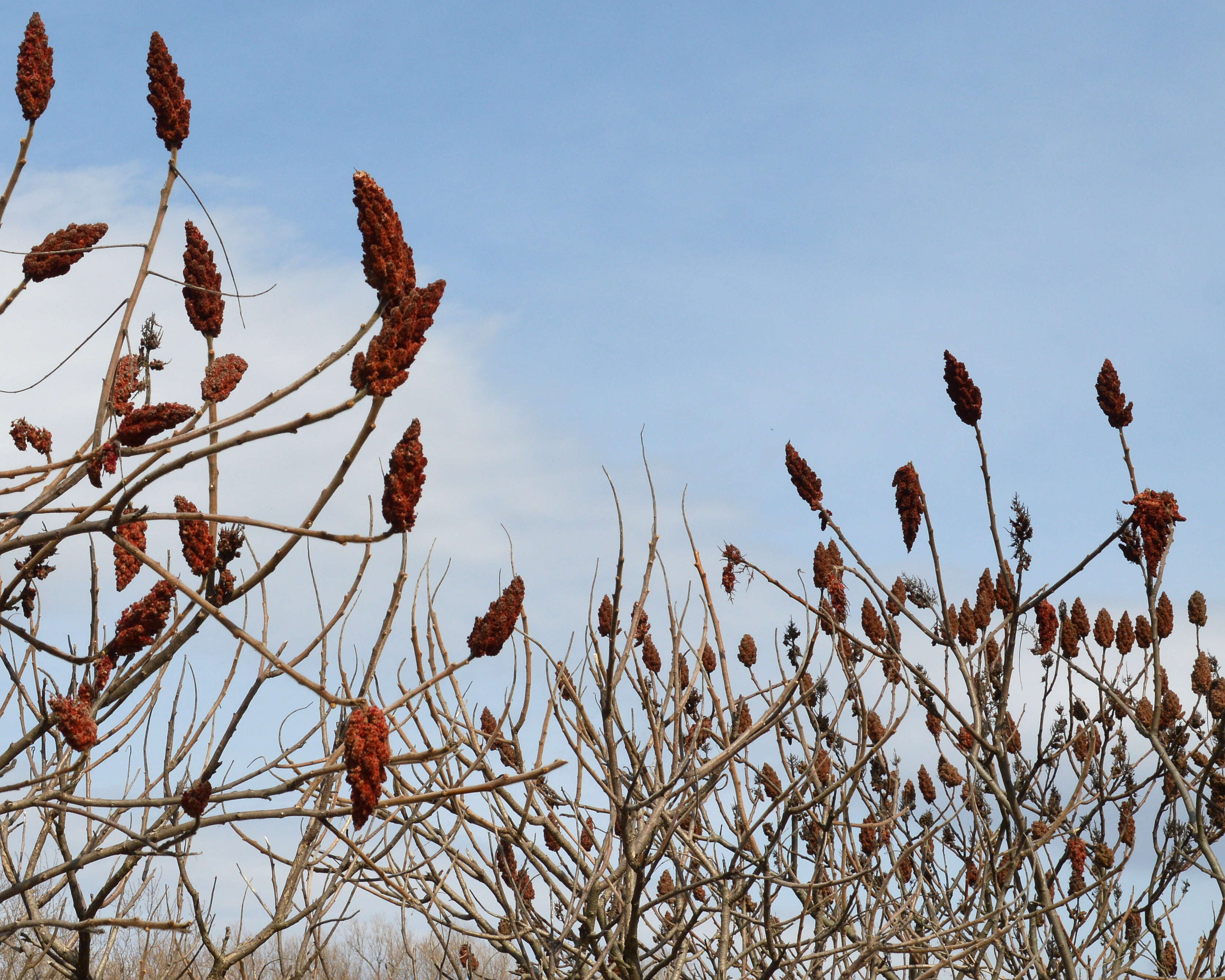 Image of staghorn sumac