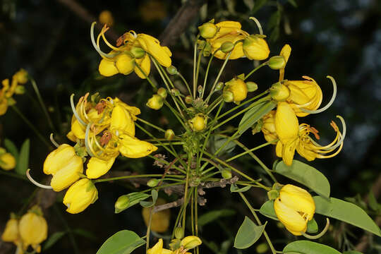 Image of long-pod-cassia