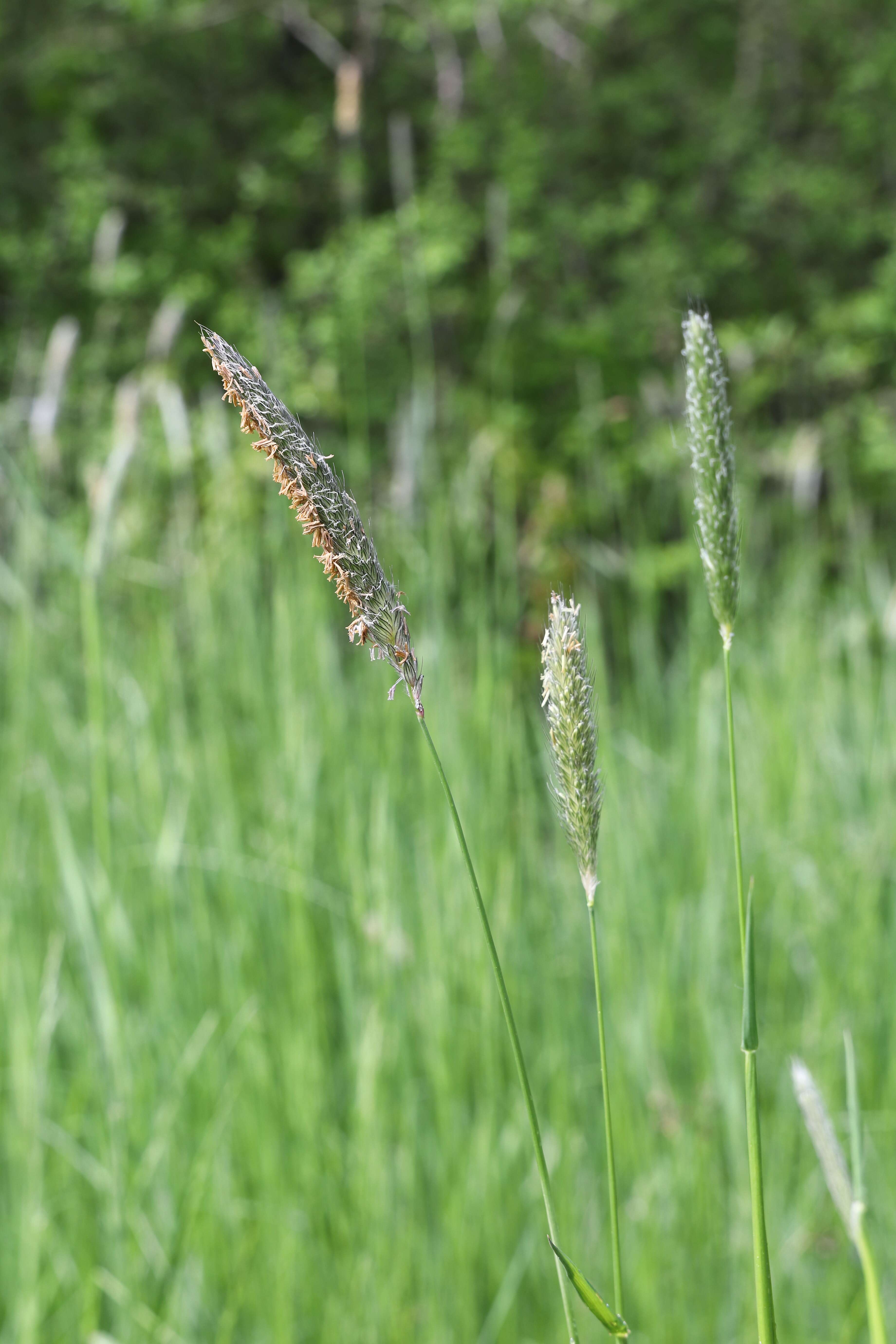 Image of meadow foxtail