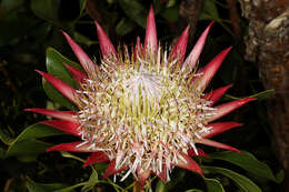 Imagem de Protea cynaroides (L.) L.