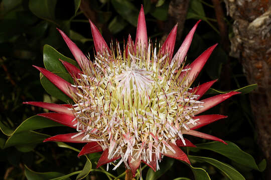 Imagem de Protea cynaroides (L.) L.