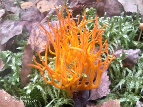 Imagem de Calocera viscosa (Pers.) Fr. 1821