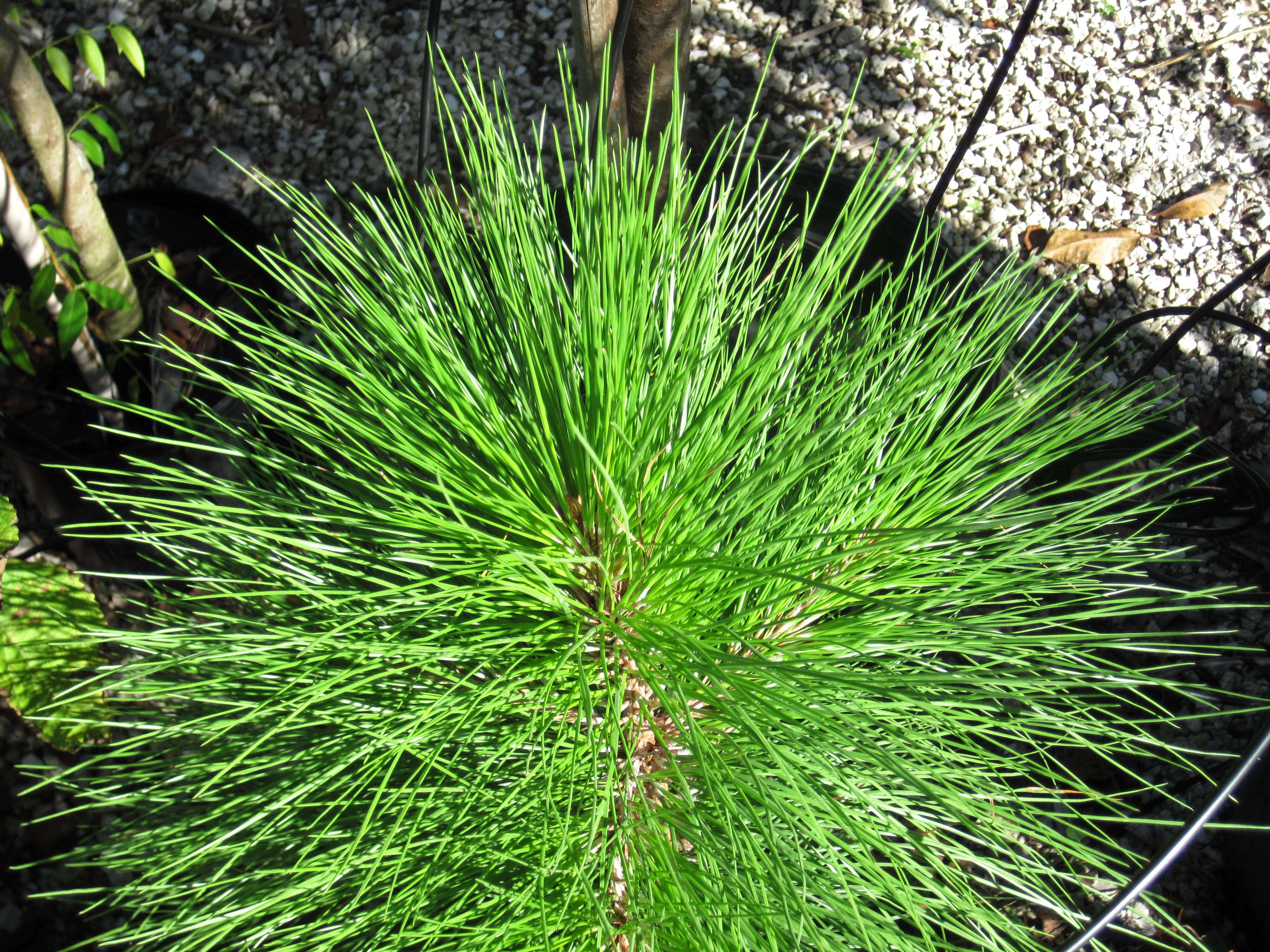 Image of Slash Pine